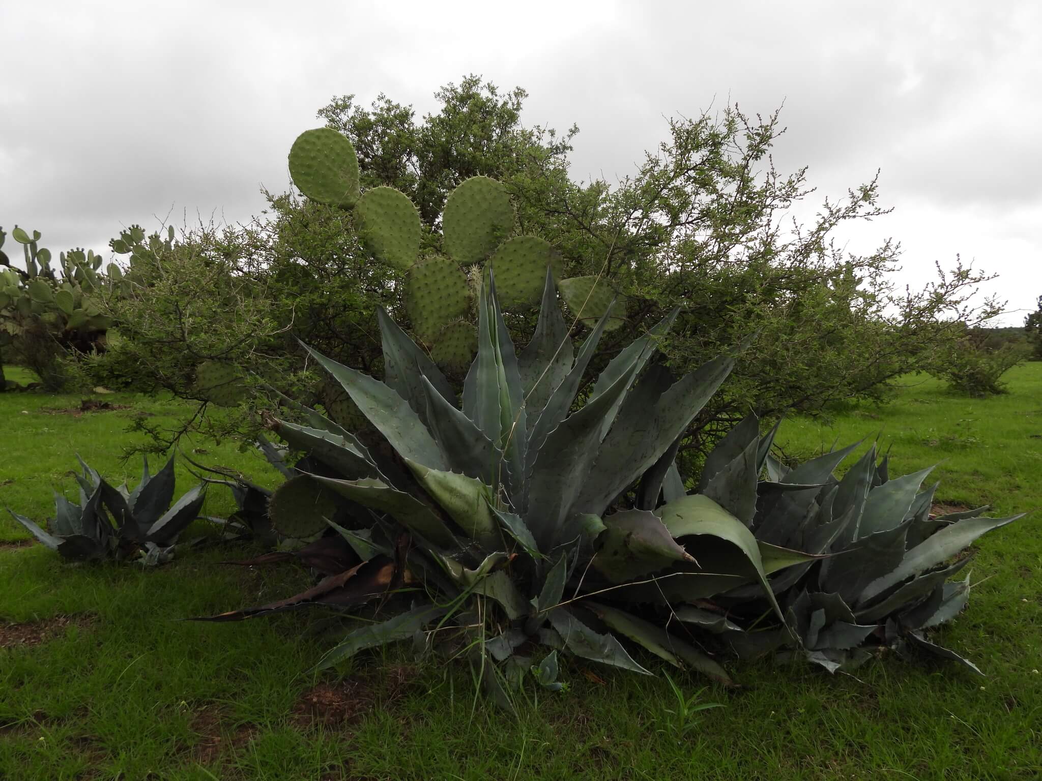Agave salmiana